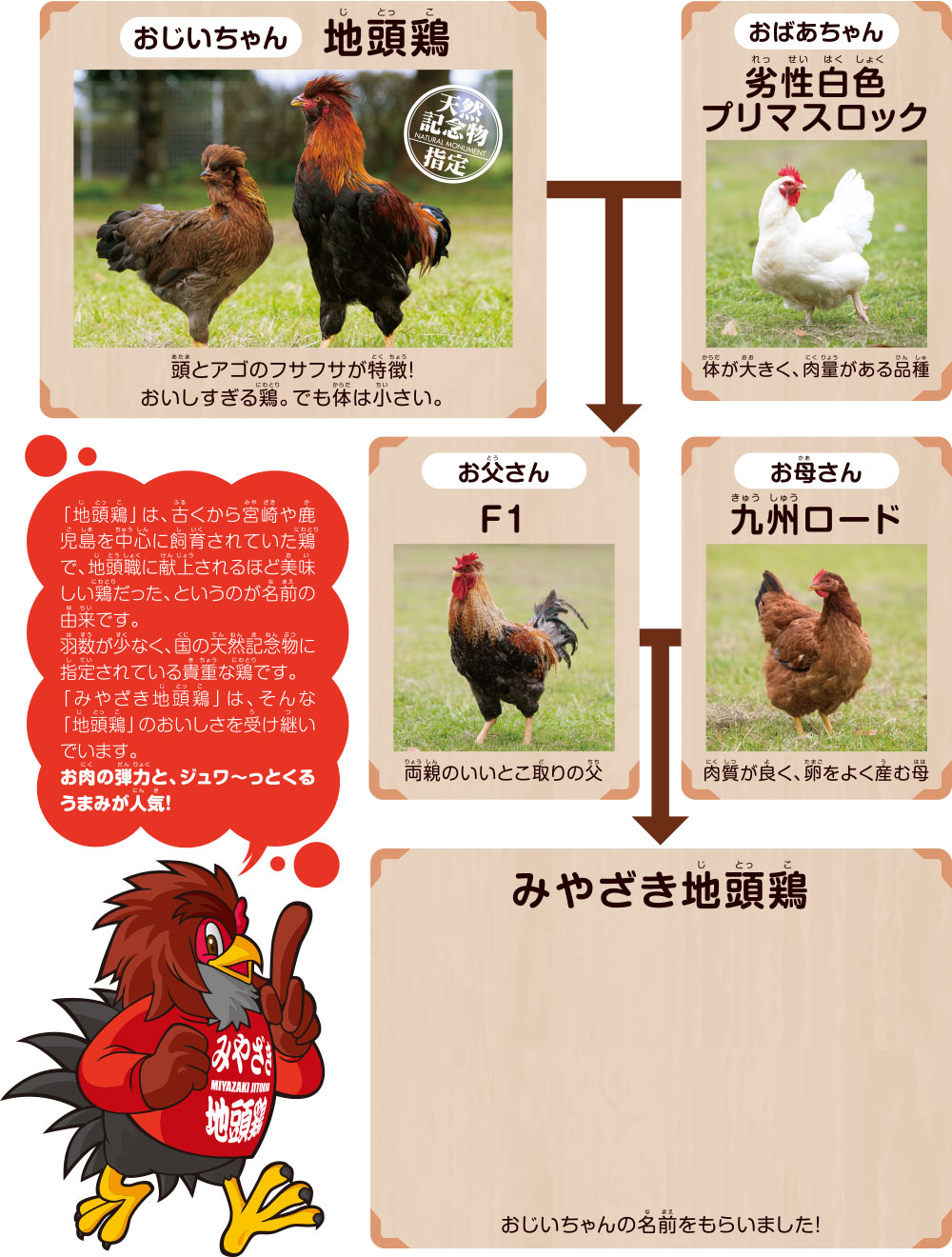 みやざき地頭鶏の系統図